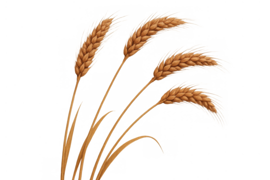 Golden wheat ears representing food production, farming, and summer harvest with a transparent background