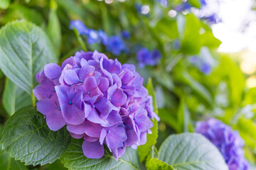 日本の鎌倉にある長谷寺で見られる鮮やかな紫陽花の花