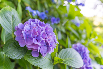 日本の鎌倉にある長谷寺で見られる鮮やかな紫陽花の花