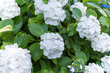 日本の鎌倉にある長谷寺で見られる鮮やかな紫陽花の花