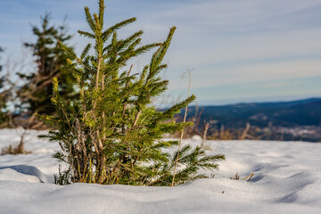 Kleine Tanne in der verschneiten Landschaft bei Sonnenlicht in den Bergen