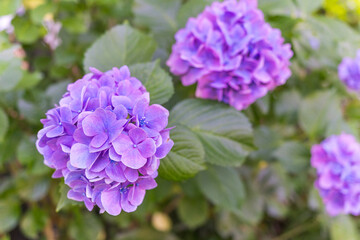 日本の鎌倉にある長谷寺で見られる鮮やかな紫陽花の花