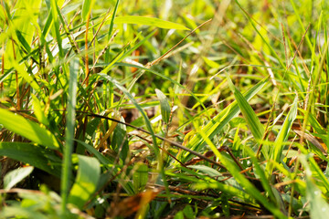 Bright sunlight shines through long blades green grass close up