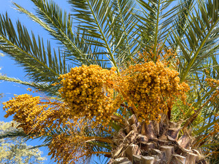 Large golden clusters of ripe dates hang from the tall palm tree under a vivid blue sky, captured within warm daylight featuring sharp detail and a vibrant tropical atmosphere