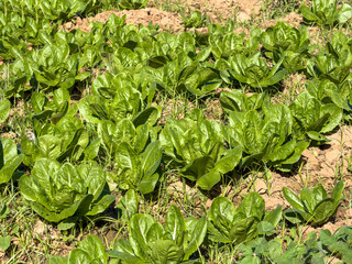 Vibrant green lettuce plants growing within neat rows under bright sunlight, showing healthy leaves and moist soil in the cultivated field during a clear warm day