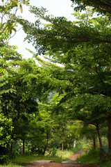 Lush green trees line dirt path forming natural forest arch