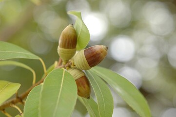 木になっている3つのまだ若いどんぐりの実
