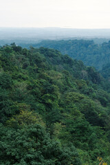 Steep green hillside covered entirely by dense tropical forest foliage