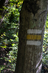 Trail Mark on Tree Trunk in Forest