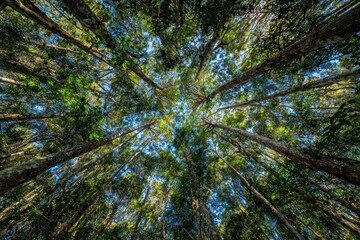Obraz premium Looking upwards through tall trees, dense canopy creating patterns against a blue sky