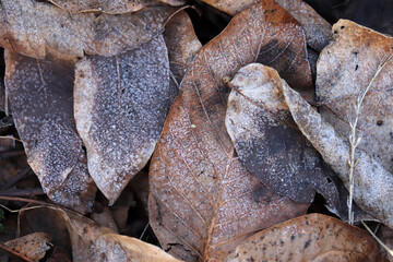 Frost on the leaves. Nature background.
