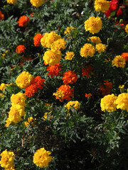 colorful flowers in the garden