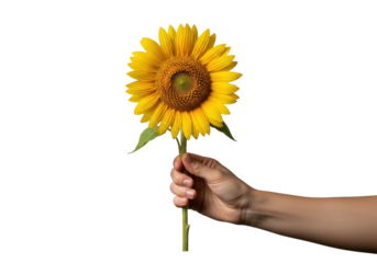 Adult human hand with natural skin tone delicately holding a vibrant yellow sunflower with golden petals and a dark center, isolated on a transparent studio background, concept of nature's purity and