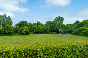 Peaceful rural UK countryside with horses grazing in green pasture field surrounded by trees, idyllic British farmland landscape with blue sky and lush vegetation in the summer season