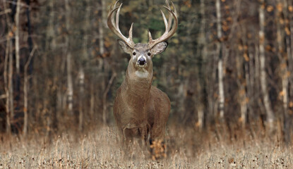 Whitetailed deer buck standing in autumn forest
