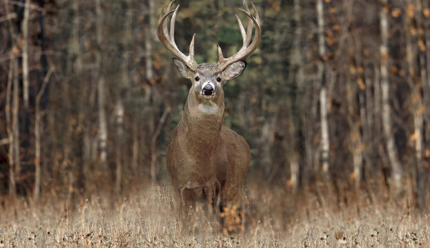 Whitetailed deer buck standing in autumn forest