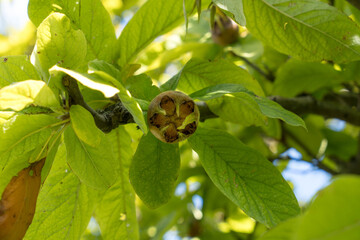 View to the tree of Medlar Mespilus germanica