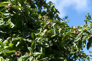 View to the tree of Medlar Mespilus germanica