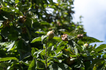 View to the tree of Medlar Mespilus germanica