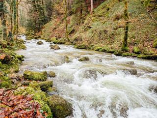 Rivi&egrave;re tumultueuse dans une for&ecirc;t en automne. Ruisseau dans les bois automnaux. Torrent de montagne. Chute de feuilles et source d'eau fra&icirc;che. Bois durant l'automne.