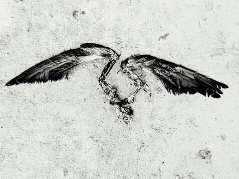 Squelette des ailes d'un oiseau. Restes d'un pigeon. La mort d'Icare. Fonctions motrices d'un oiseau.