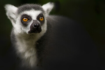 Obraz premium A lemur that possesses bright orange eyes is currently looking at the camera