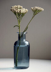 Minimalist country style still life with common yarrow flowers in small colored glass vase.