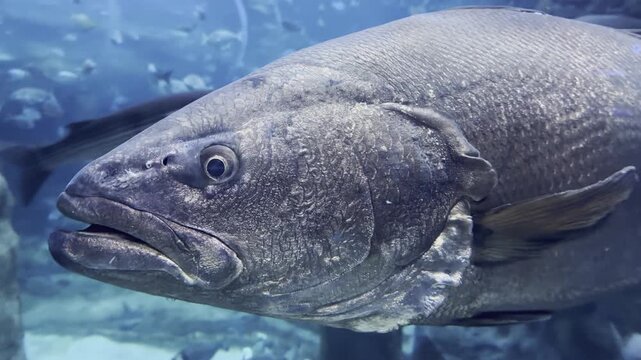 Argyrosomus regius, the meagre or croaker, filmed at San Sebastian aquarium. A frontal close-up reveals its face, followed by a panoramic shot of its shimmering silver body.