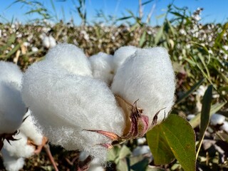 Cotton bud close up on the field in Uzbekistan. Crop and harvest.