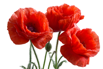 Vibrant red poppies bloom against a stark black background