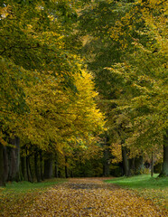 Die Baumallee aus Linden im Herbst in Lipova u Sluknova in Tschechien