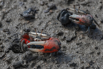 Two vibrant fiddler crabs are visible on a muddy, textured surface, showcasing their distinctive large claws. The crabs' intricate patterns and colors stand out against the earthy tones of their habit