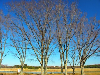 早春の水元公園の欅の枯れ木風景