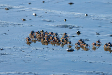A cluster of Soldier Crabs marches across wet sand, their blue shells glistening under sunlight as...