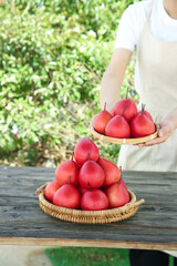 Fresh Red Pears in Wicker Baskets - Woman Holding Organic Fruit Harvest Outdoors