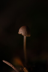 Close-up photo of mushrooms on a dark background