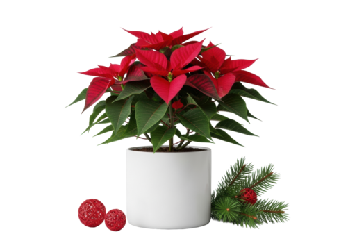 Photorealistic vibrant Poinsettia with crimson bracts, green leaves in a minimalist white ceramic pot, pine needles, red spheres on transparent studio background. Pristine festive commercial display