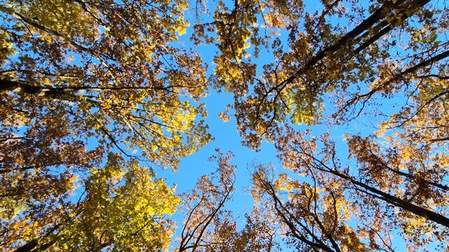 Autumn Trees Sky. Vibrant yellow and orange leaves form a beautiful canopy against a clear blue sky in a peaceful forest on a sunny day.