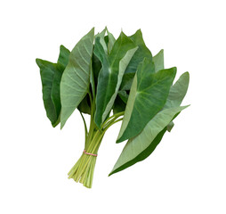 Freshly harvested bunch of vibrant green taro leaves tied together with twine on a black background
