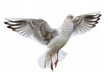 Fototapeta premium Juvenile Herring Gull Spreading Wings Isolated on White Background Bird in Flight Close Up Birdwatching
