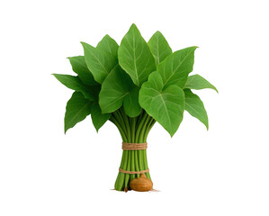 A vibrant bunch of fresh green leaves tied together with natural twine and a small brown stem against a stark black background