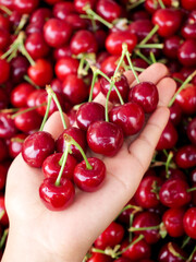 Fresh Red Cherries in Hand - Ripe Summer Fruit Harvest Close-up