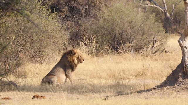 male lion resting in yellow grass of savannah 413