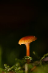 Close-up photo of mushrooms on a dark background