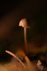 Close-up photo of mushrooms on a dark background