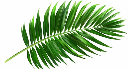 Obraz premium Isolated close-up of a vibrant green palm frond against a clean white background studio shot tropical elegance