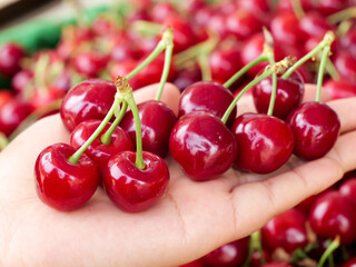Fresh Red Shandong Cherries in Hands - Premium Quality Domestic Fruit Harvest