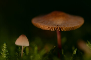 Close-up photo of mushrooms on a dark background