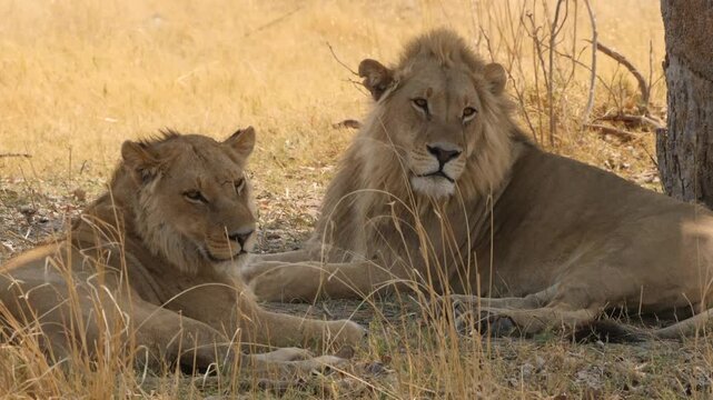 two lions resting in the shadow of a tree 447