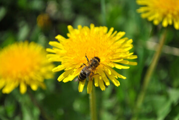 bee on dandelion